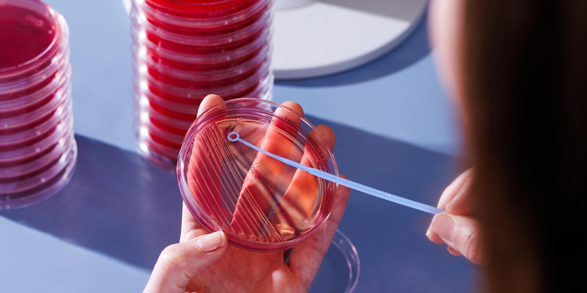 Bild von Mikrobiologie